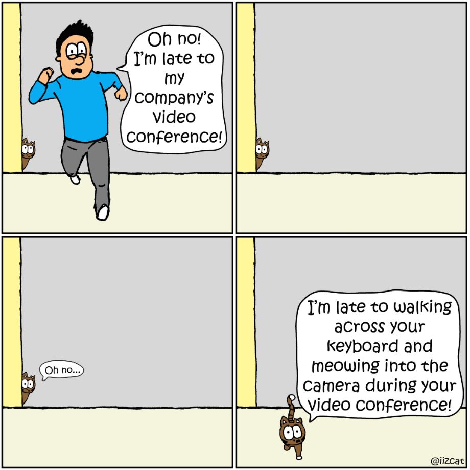 cat pictures