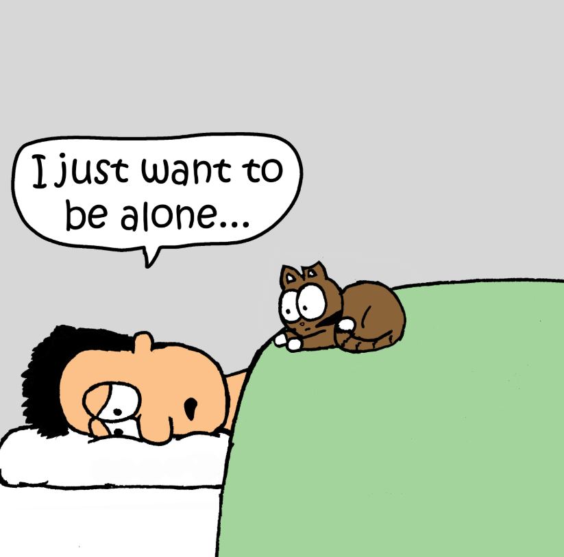 cat pictures