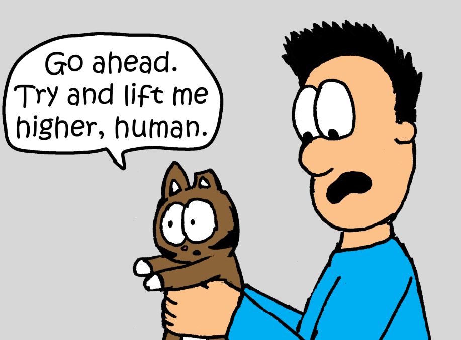 cat pictures
