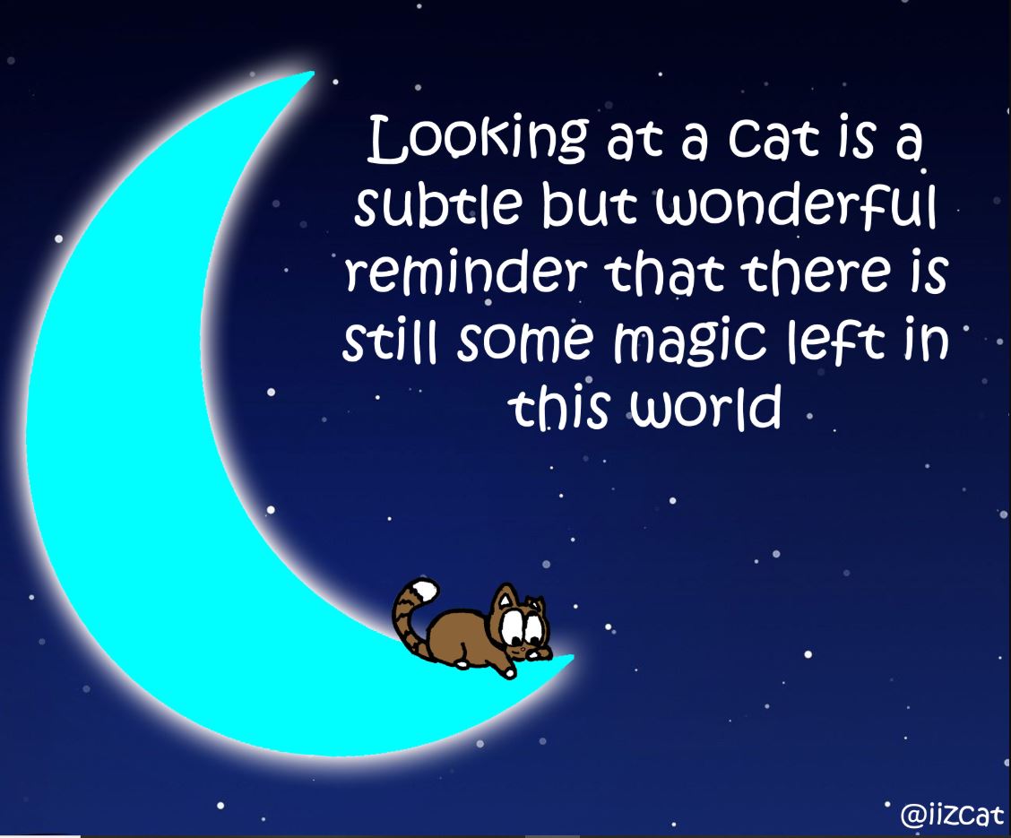 cat pictures