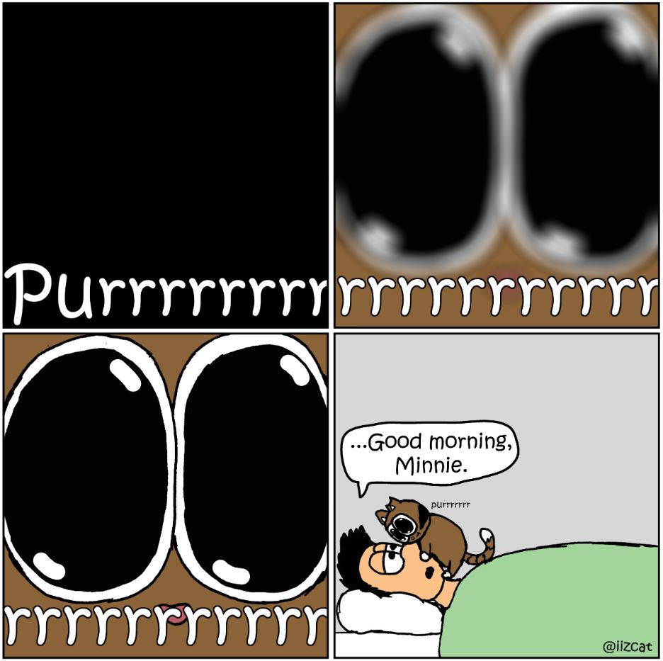cat pictures