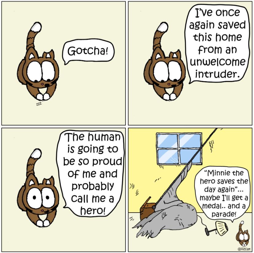 cat pictures