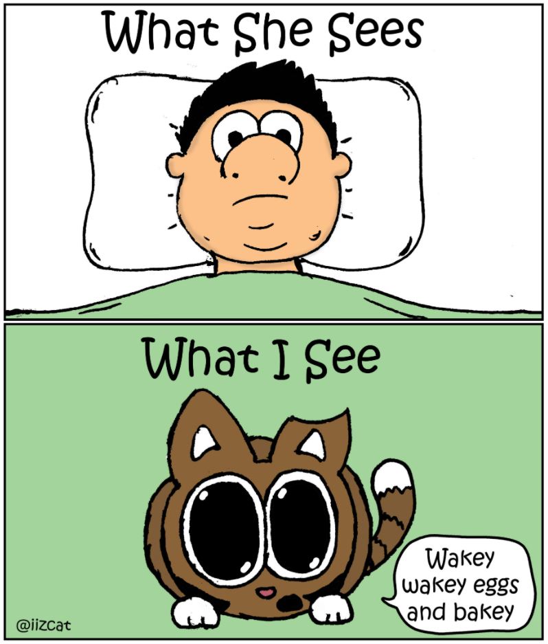 what i see vs what cat sees comic