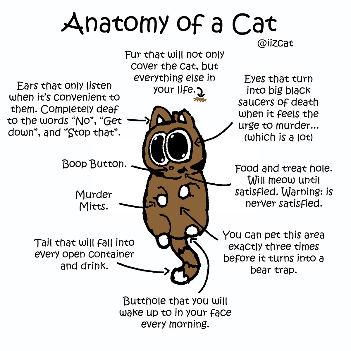 anatomy of a cat