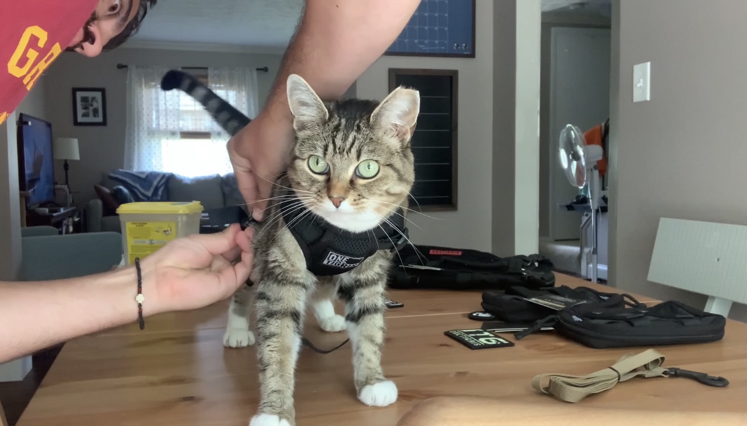 cat pictures