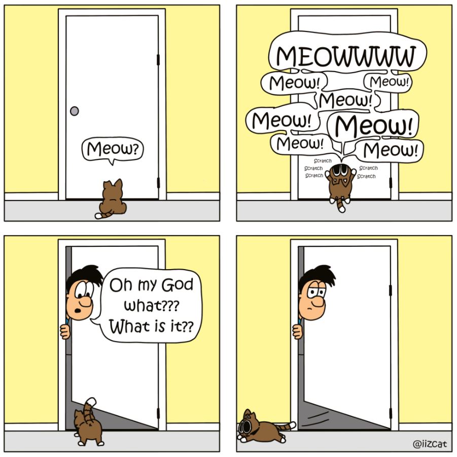 cat closed door