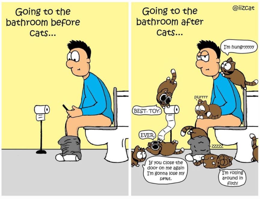 cat bathroom