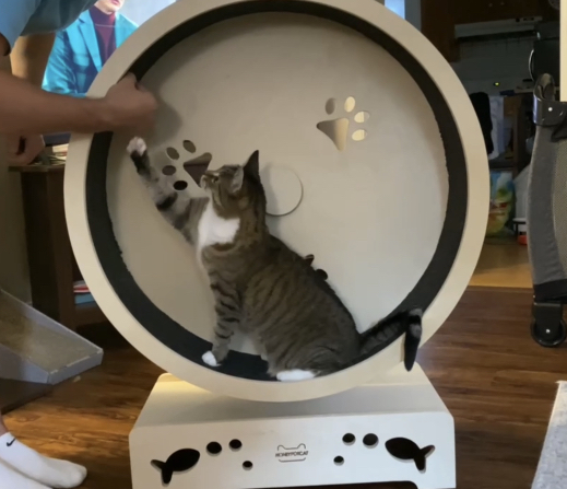 minnie in cat exercise wheel