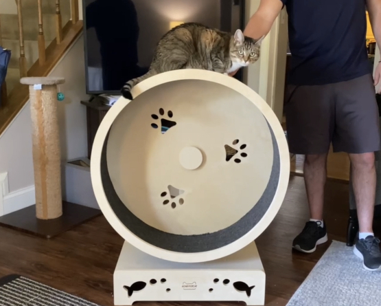 minnie on top of cat exercise wheel