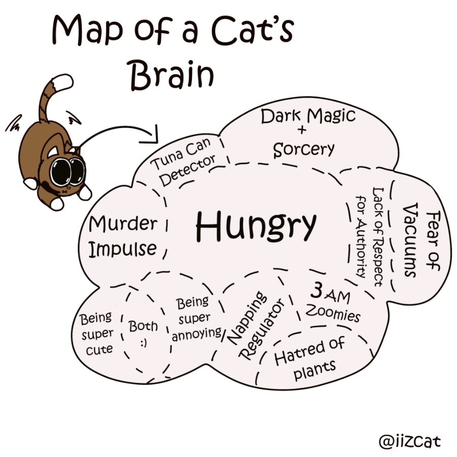 map of a cats brain