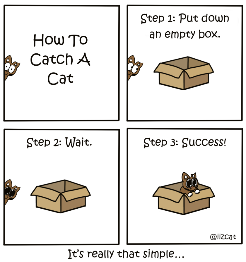 how to catch a cat
