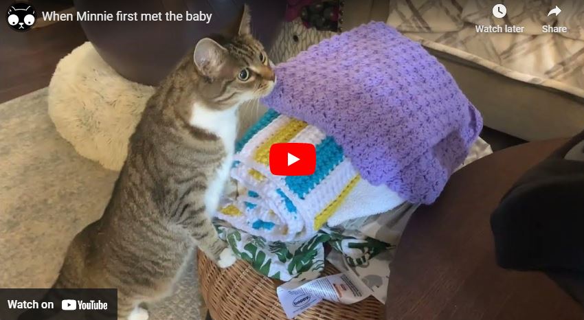 cat videos