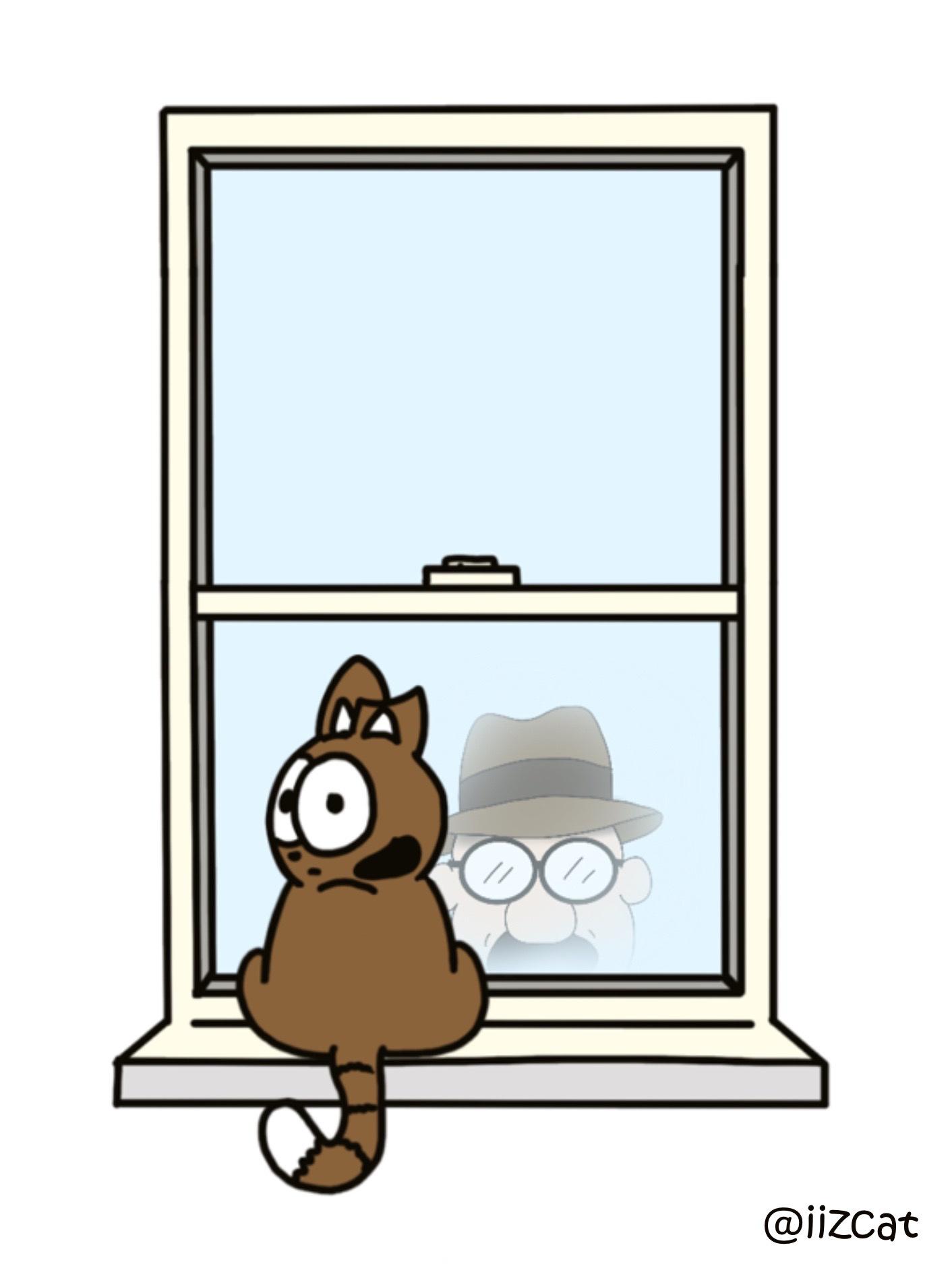 cat in the window