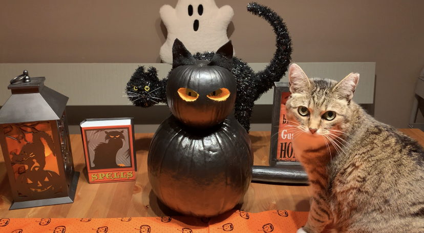 black cat pumpkin